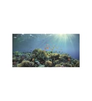 Kanki Pet KP10552030 Akvaryum Arka Fon Yapıştırma 105 x 52 CM