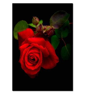 Ahşap Tablokırmızı Gül Karanlık Arkaplan (50x70 Cm Boyut)