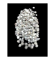 Deniz Kabukları 100 Gr NO-8-UMBİNİUM