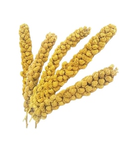 Kuşlar İçin Ak Dal Darı 1000 GR