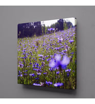 MOR ÇİÇEK TARLASI MANZARASI KANVAS TABLO 90x90cm (Karışık)
