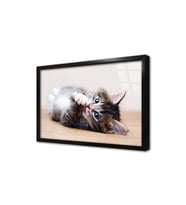 Kedi Yavrusu Çerçeveli Cam Tablo