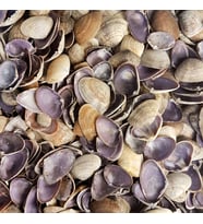 Cay-Cay Purple Kiloluk Deniz Kabuğu (1 KG)