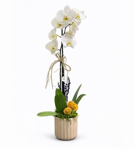 Phalaenopsis Tek Dal Orkide Çiçeği