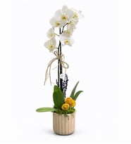 Phalaenopsis Tek Dal Orkide Çiçeği