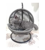 Rahat ve Güvenli Kedi Salıncağı ve Yatağı Sabitleme Aparatlı