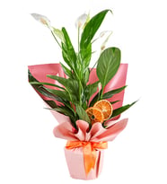 Fresh Spatifilliyum Barış Çiçeği