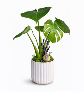 Çizgi Desenli Saksıda Monstera