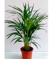 AREKA PALMİYESİ-SALON PALMİYESİ