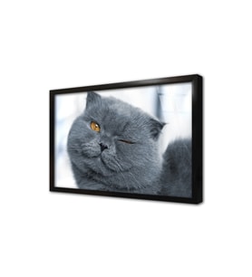 Gri Kedi Çerçeveli Cam Tablo