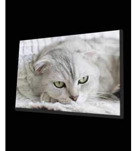 Kedi Cam Tablo