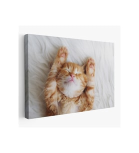 Yavru Kedi Dekoratif Kanvas Tablo 1125