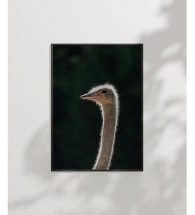 1. Devekuşu Portresi Poster