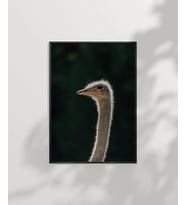1. Devekuşu Portresi Poster (Çok Renkli)