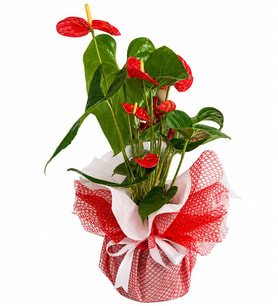 BUKET KAGIDINDA ANTORYUM TASARIM