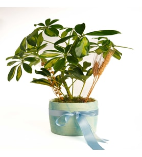 SAKISDA SCHEFFLERA TASARIM