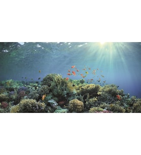 Kanki Pet KP1256330 Akvaryum Arka Fon Yapıştırma 125 x 63 CM