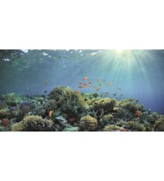 Kanki Pet KP1256330 Akvaryum Arka Fon Yapıştırma 125 x 63 CM