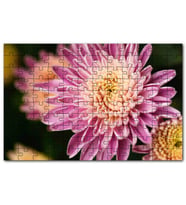Cakapuzzle Sarı Pembe Çiçek Yakın Çekim Flu Arkaplan Puzzle Yapboz MDF (Ahşap) (120 Parça)