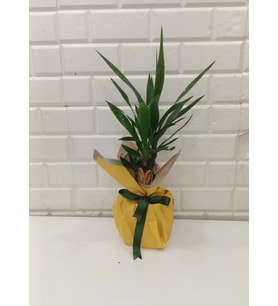 Beykoz yucca