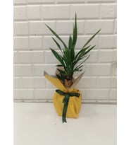 Beykoz yucca