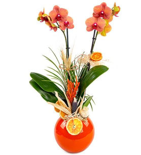Premium Fire Orchid