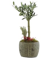 Gri Beton Saksıda Zeytin Ağacı Bonsai