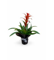 Siyah Buketli Polimer Saksıda Guzmania