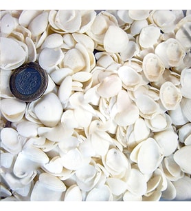 Cay Cay Kiloluk Deniz Kabuğu (1 KG)