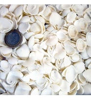 Cay Cay Kiloluk Deniz Kabuğu (1 KG)