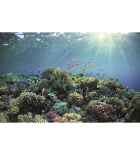 Kanki Pet KP7045030 Akvaryum Arka Fon Yapıştırma 70 x 45 CM