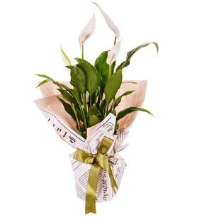Spathiphylium Barış Çiçeği