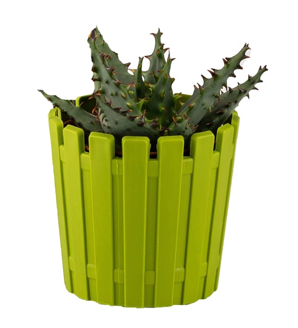 Poliwork 12 li Akasya 5,5 cm Renkli Plastik Kakts Sakss