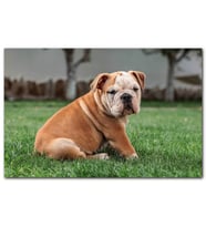 Cakatablo Çimlerdeki İngiliz Buldog Yavrusu MDF Tablo