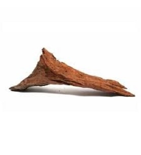 Mango Kökü ( M ) 20 - 30 cm