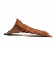 Mango Kökü ( M ) 20 - 30 cm