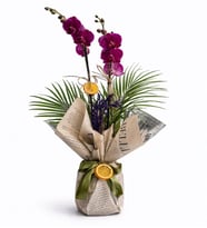 Gazete Buketli Saksıda Mor Çiftli Orkide ve Fenix