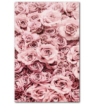 Cakatablo Pembe Güller MDF Tablo