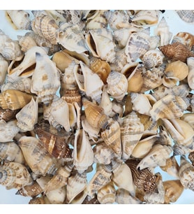 Tahtakale Toptancı Urceus Kiloluk Deniz Kabuğu (1 KG)