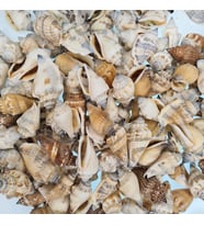 Tahtakale Toptancı Urceus Kiloluk Deniz Kabuğu (1 KG)