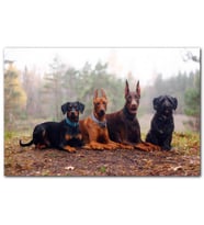 Cakatablo Sonbahar Yaprakları Üzerindeki 4 Köpek