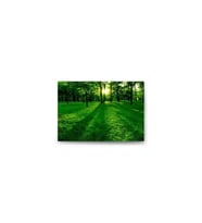DBSanatevi Ormandaki Güneş Tablo 50 X 70 Cm