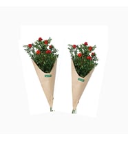 Kokina Yılbaşı Çiçeği Canlı 6 Dal x2  (Para Bolluk Bereket Şans Çiçeği, Sevgiliye, Annelere, Doğum Günü , Yeni Eve, Ofis / İş Yerine Çiçek Buketi )