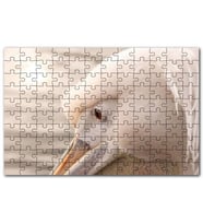 Cakapuzzle Pelikan Yakın Çekim Flu Arkaplan Puzzle Yapboz MDF (Ahşap) (120 Parça)