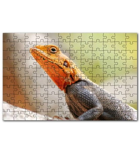 Cakapuzzle Turuncu Başlı Kertenkele Yakın Çekim Puzzle Yapboz MDF (Ahşap) (120 Parça)