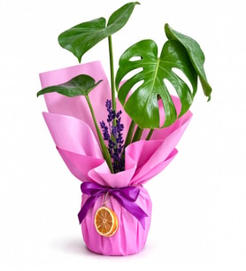 Lila Pembe Buketli Pembe Kurdeleli Saksıda Monstera