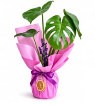 Lila Pembe Buketli Pembe Kurdeleli Saksıda Monstera