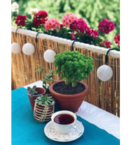 Plum Hasır Saksı