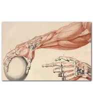 Cakatablo İnsan Anatomisi El Ve Kol Bilye Görseli MDF Tablo