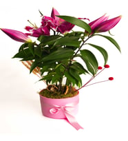 PEMBE SAKSIDA LİLYUM TASARIMI